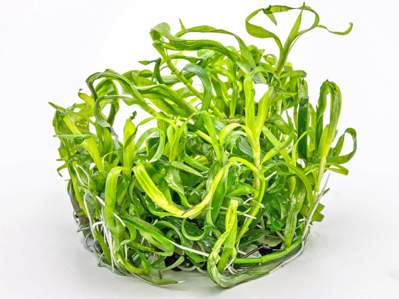 Trugkölbchen - Heteranthera zosterifolia in vitro